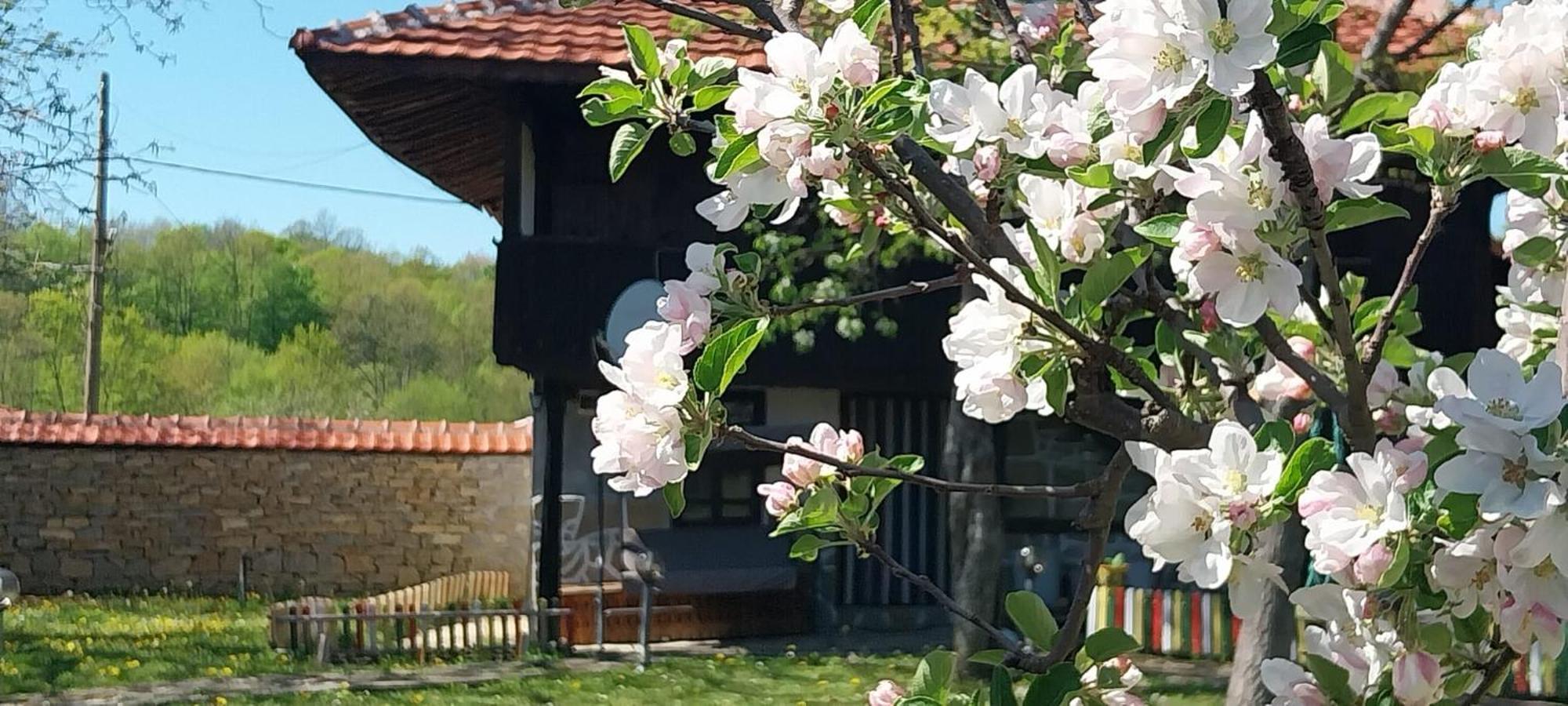 Kesta Za Gosti Roza Vila Elena Exterior foto